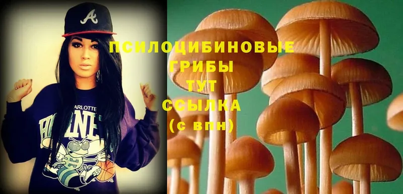 omg зеркало  Курчатов  Галлюциногенные грибы Cubensis  купить наркотики цена 